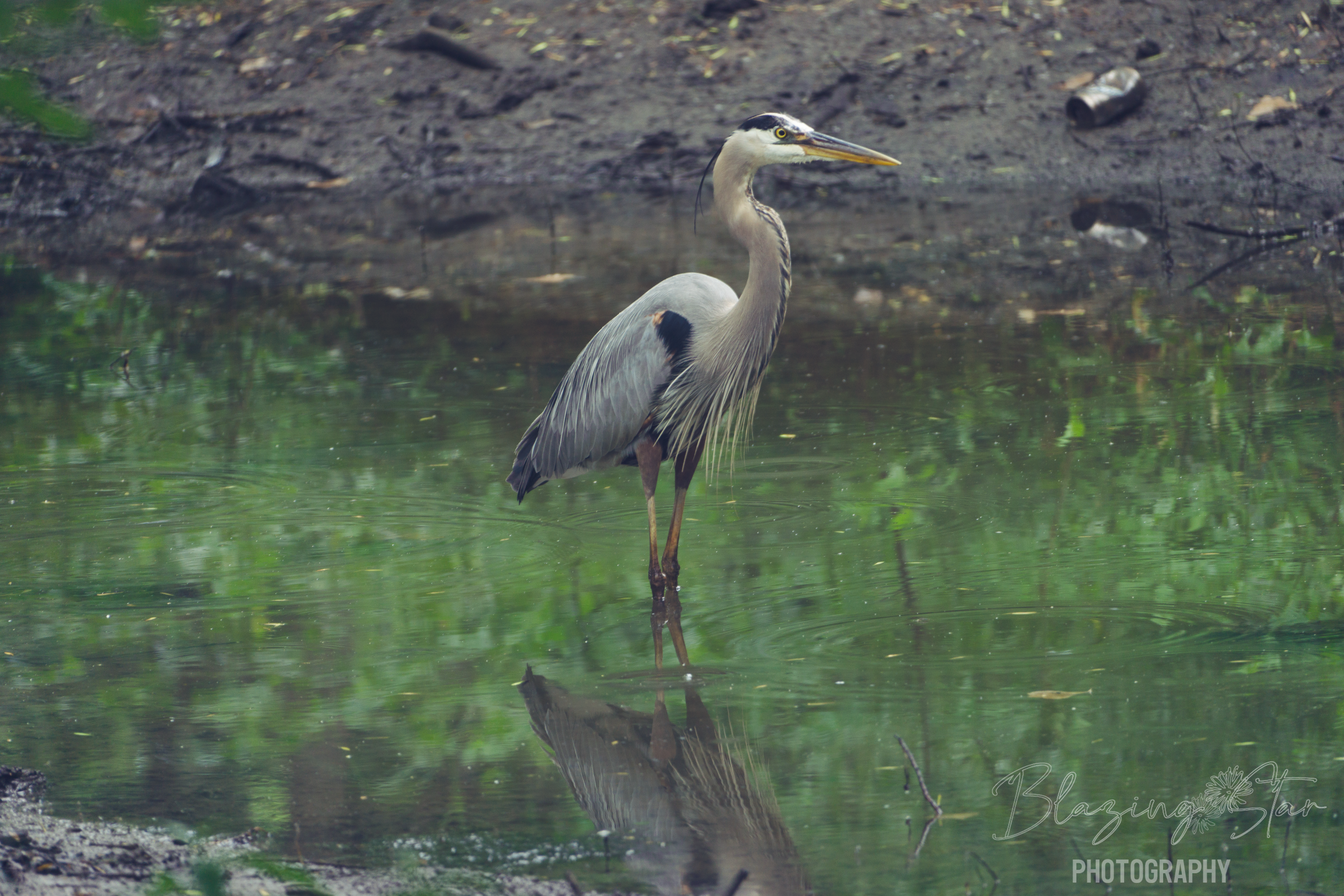 blue heron photography