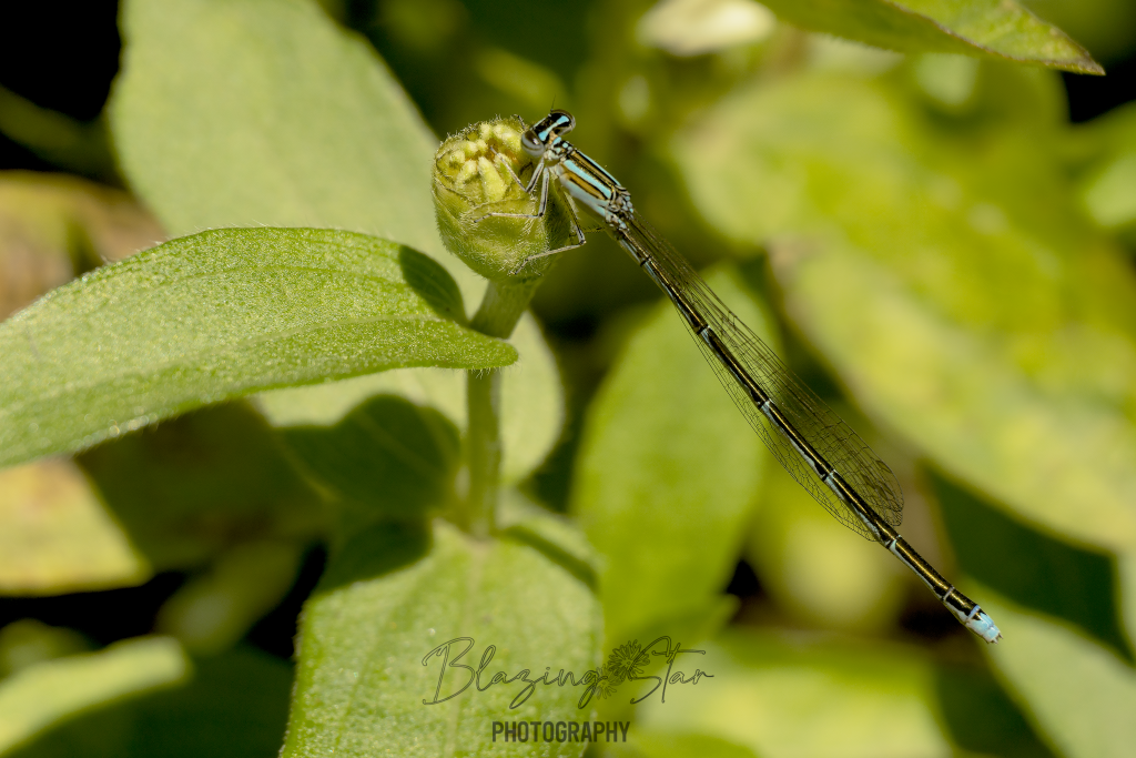 damselfly