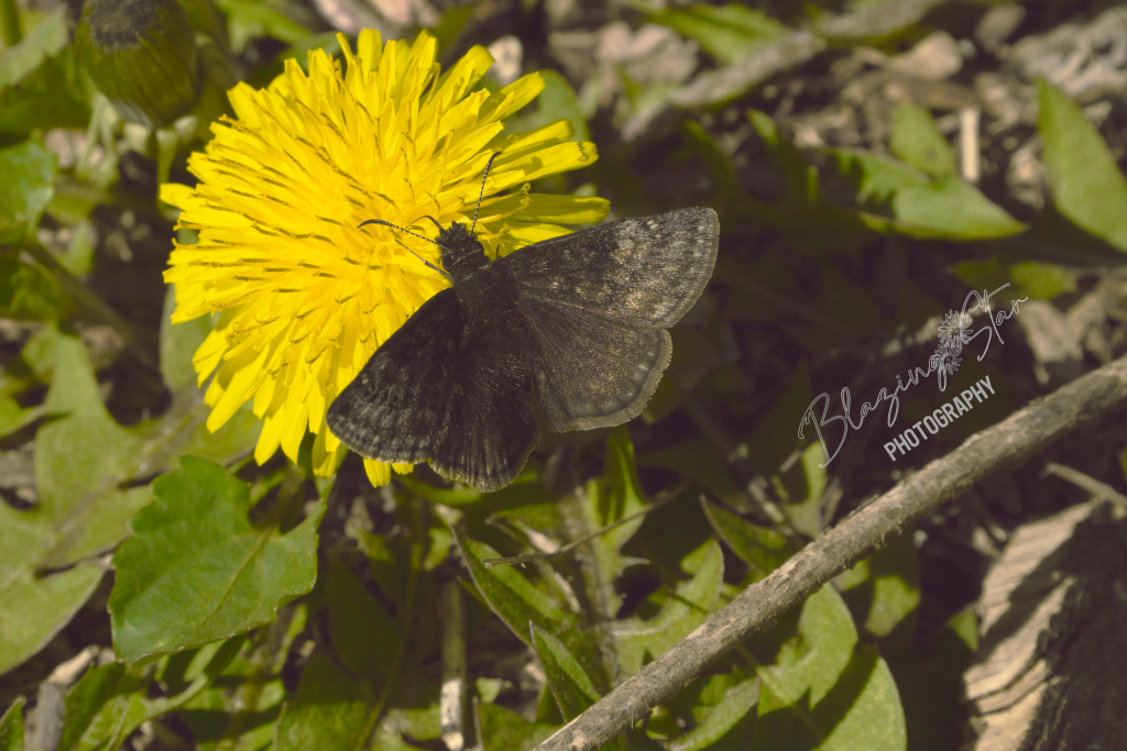 butterfly