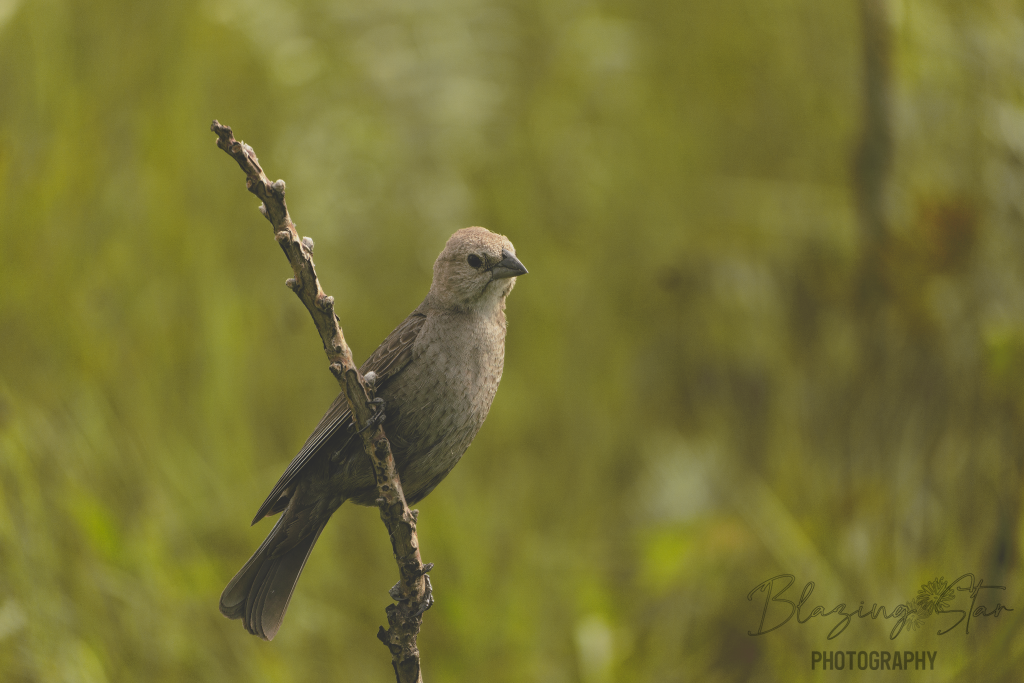 female brown-headed cowbird photography